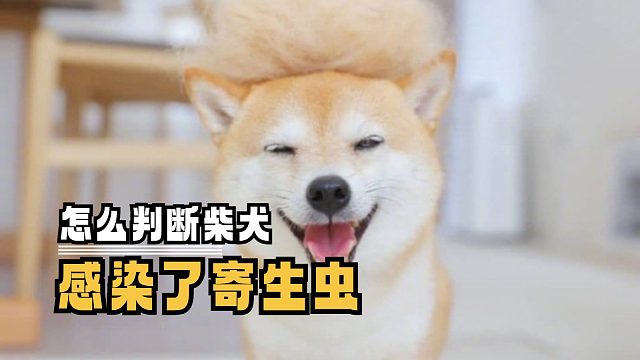 主人必读，如何判断柴犬感染寄生虫