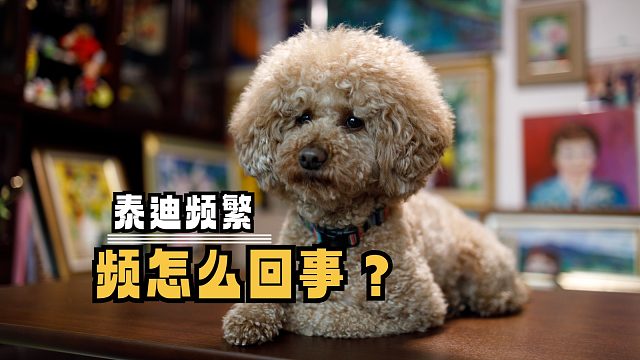 泰迪频繁尿尿，是怎么回事呢？