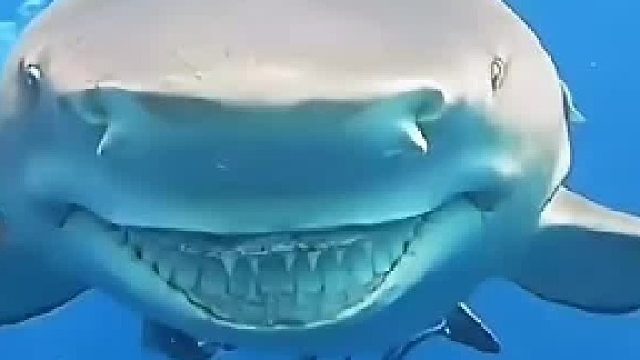 网友：鱼界已经传遍了 人类能开海胆