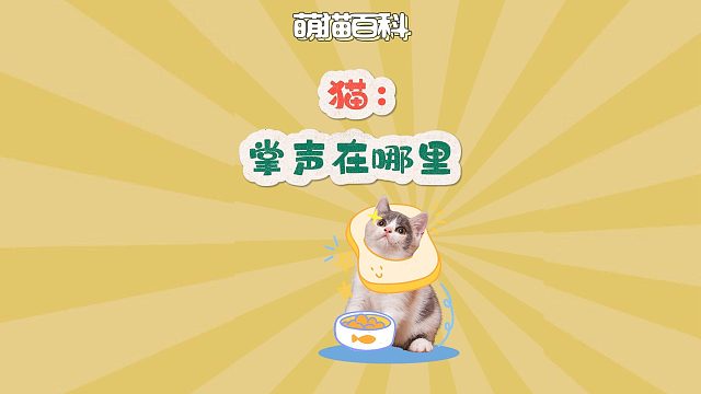 猫咪：掌声在哪里