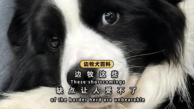 揭秘边牧的黑历史，想养它的要想清楚了！