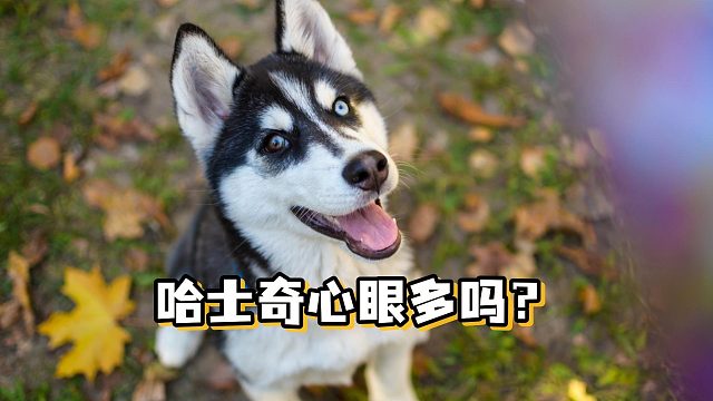 哈士奇心眼多不多呢？这可太有的聊了