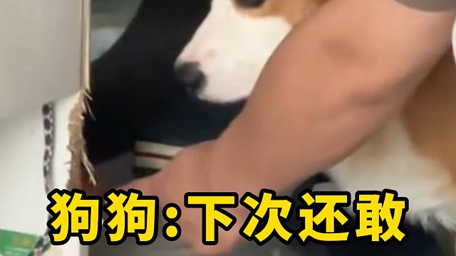 狗狗：再这样我就打飞滴回英国了