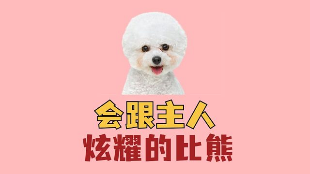 比熊炫耀的方式，你了解几种呢?