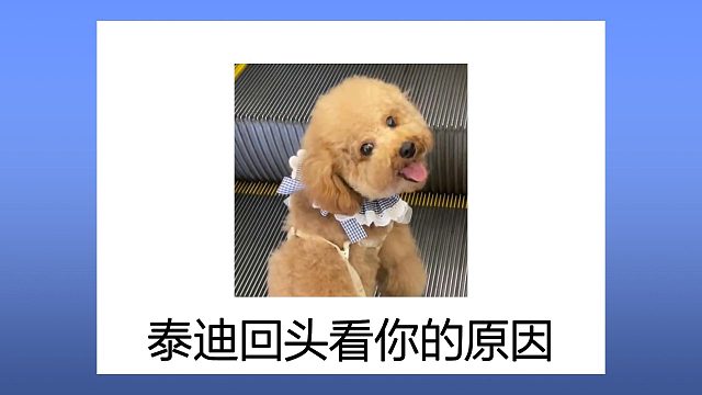 泰迪散步时为什么频频看你？压根不是怕你走丢