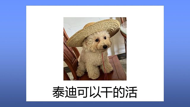 泰迪可以干些什么工作呢？这些都很不错！