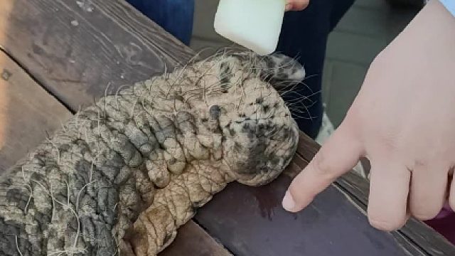 原来大象是这样吃东西