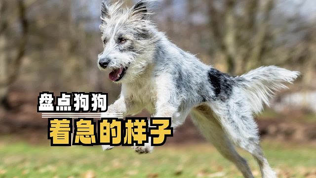 给狗子急得，差点就开口说话了