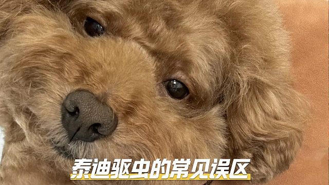 给泰迪驱虫时，往往会陷入一些误区