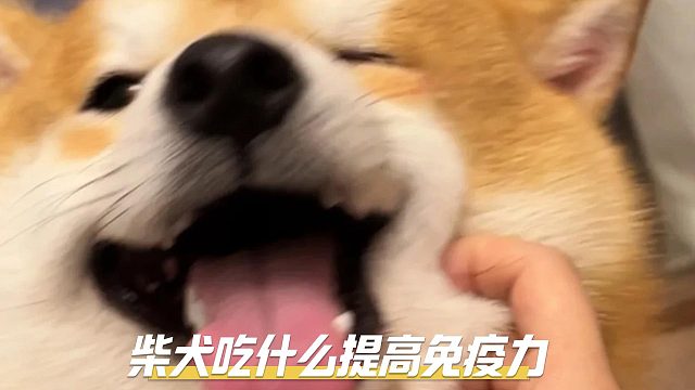 柴犬吃对食物，就是提高免疫力的关键