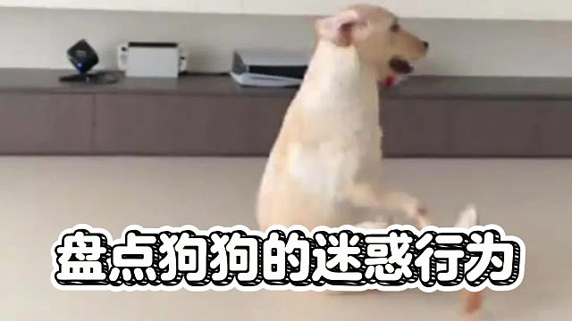 盘点狗狗的迷惑行为，这是什么操作？