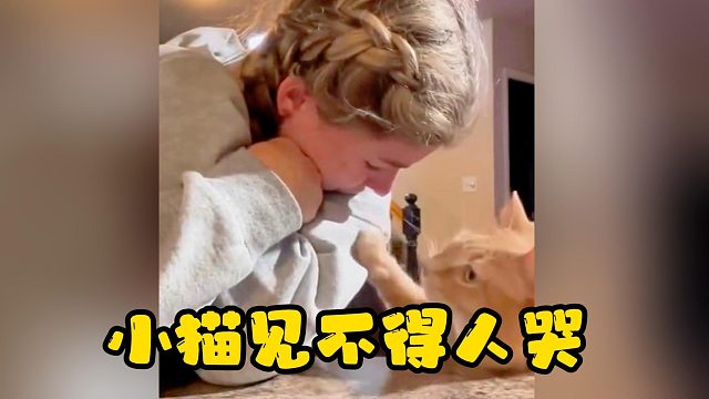 小猫见不得人哭，一直在安慰哭泣的主人