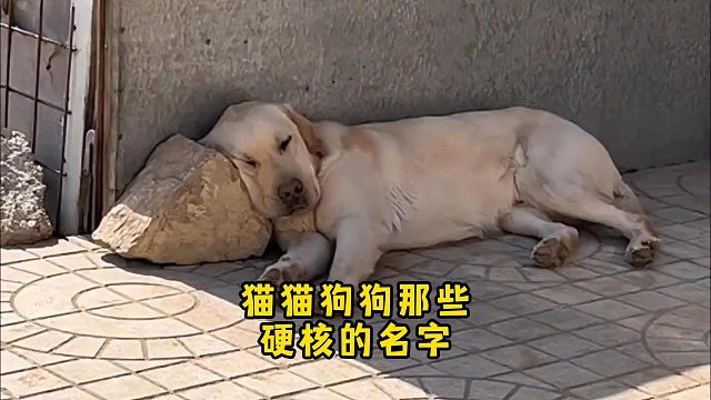 猫猫狗狗那些硬核的名字