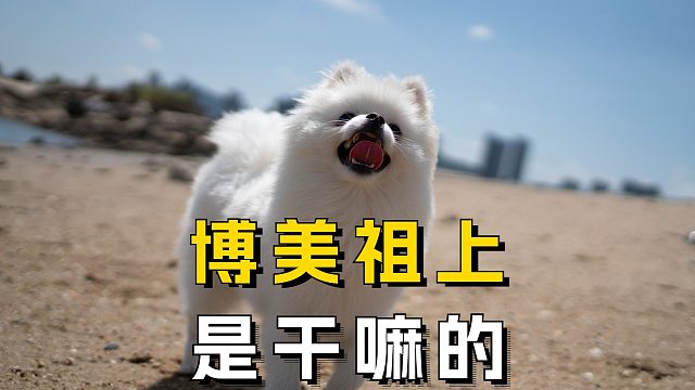 博美早期不但拉雪橇，还能当保镖