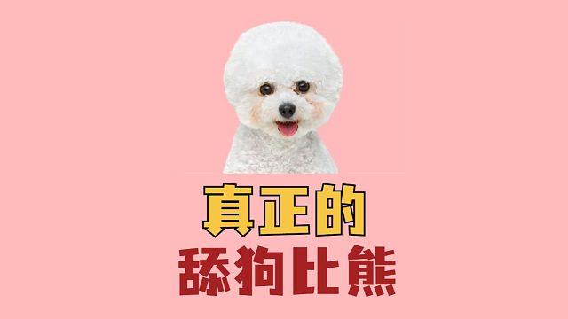 比熊为啥总喜欢舔你？它竟然有这些小心思