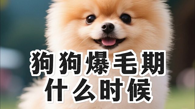 疑惑：狗狗什么时候会进入爆毛期