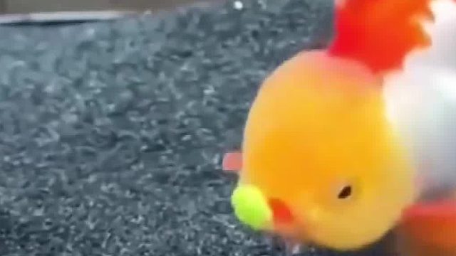 啥鱼啊 还涂口红