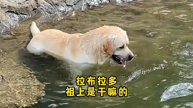 拉布拉多祖上是干嘛的？80%的人都不知道！