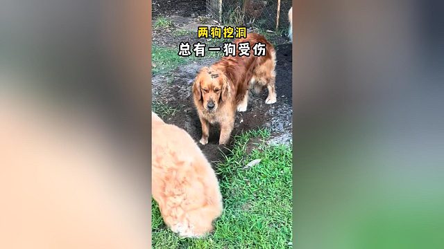 两狗挖洞，总有一狗受伤
