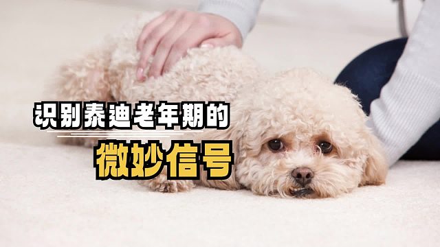 泰迪老了？别怕，我们用心陪伴！