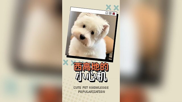 这么小的小狗，能有什么心机？