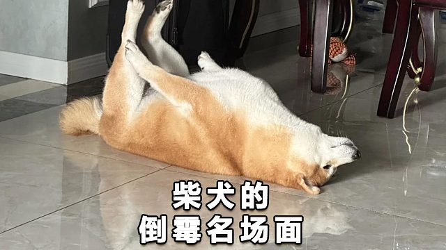 盘点柴犬的倒霉名场面，看着又心疼又好笑