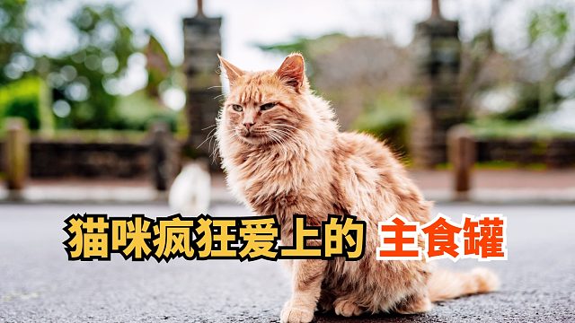 猫咪爱炫的主食罐，品质超安心