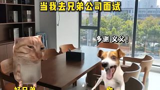 當(dāng)我去兄弟公司面試～