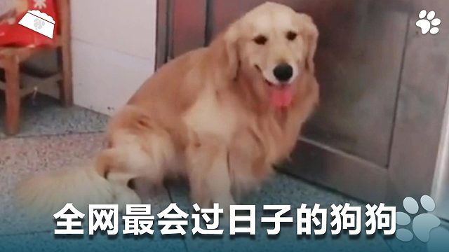 全网最会过日子的狗狗，每次回家都收获满满