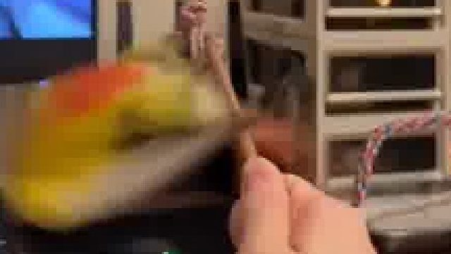 你这鸟看起来挺新的，是转转上买的吧