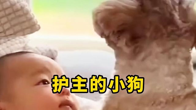 护主的小狗，下次不要护了