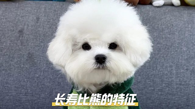 比熊有这些特征，可以活很久！