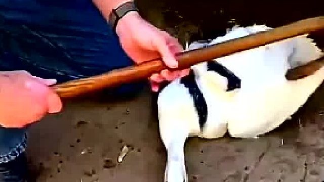 鸭子在车底被蛇缠住，大叔将其拖出来后解救