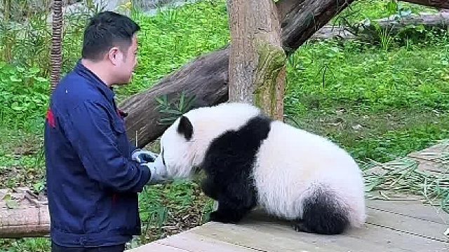 三妹一天比一天厉害，外公都快招架不住了哈