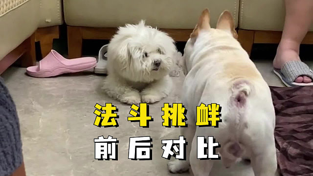 法斗挑衅它狗，反而被吓走！