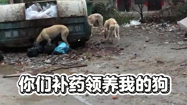 你们补药领养我的狗！我和你们拼了！
