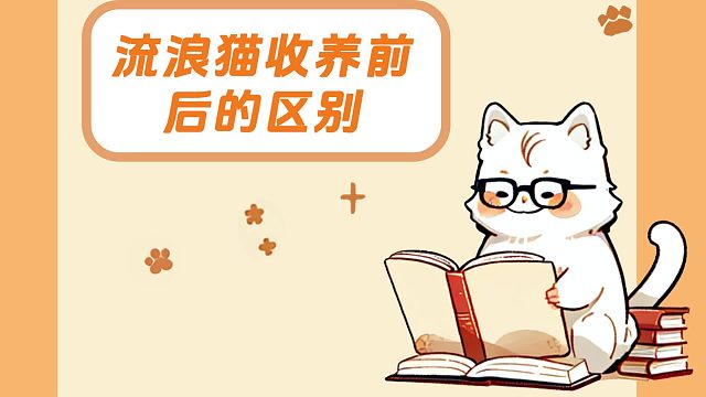 流浪猫收养前后的区别，全是反差！