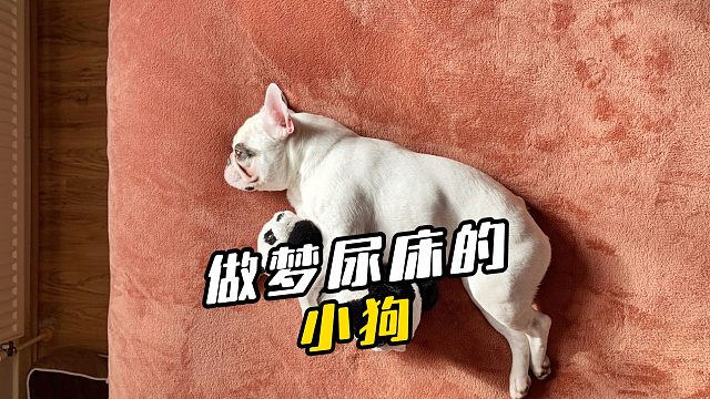 狗：妈妈，我好想梦到电线杆了