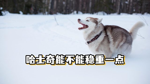 哈士奇突然的转圈，这是要进化了吗？