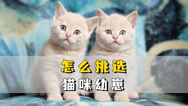 选购猫咪建议,希望能帮助你!