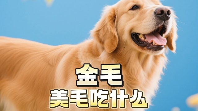 给金毛美毛喂什么粮，反正这款我不会错过