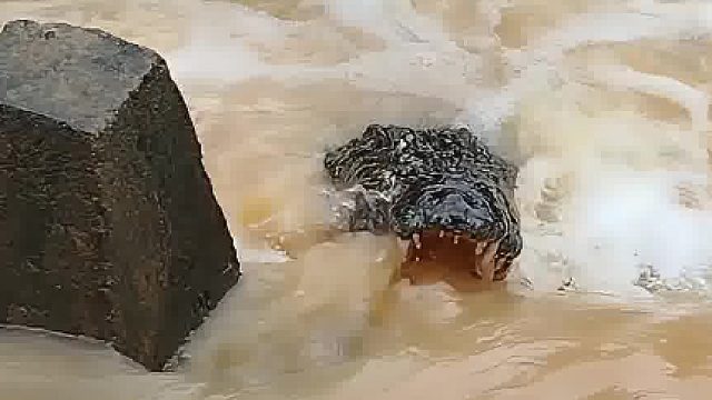 鳄鱼这是在干嘛