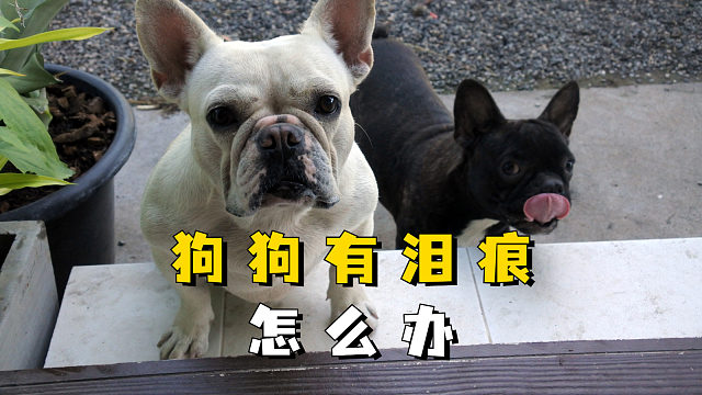 狗狗泪痕严重，可以从日常饮食入手！