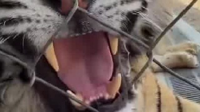 彪哥：谁当园长都行，就你不行