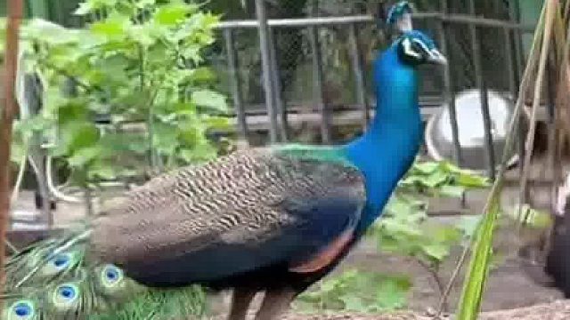 白孔雀惊艳开屏，被蓝孔雀一头撞飞…嫉妒使人_