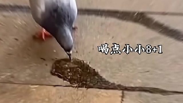 好一个绝神摆尾
