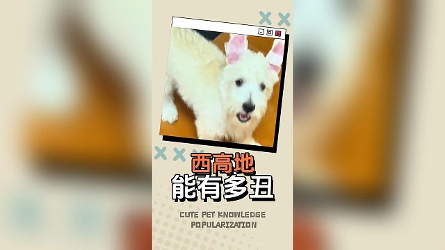 好看的西高地看多了，丑成这样的你见过吗？