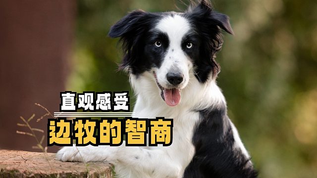 没点智商，真当不了边牧的主人