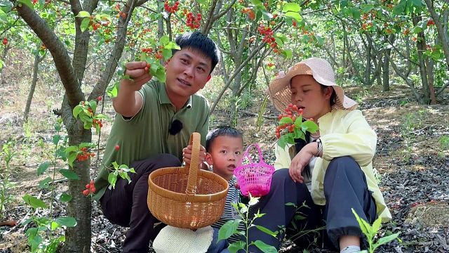一家三口摘樱桃，10元1人吃到爽，看看能不能吃回本