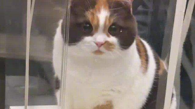 给朋友定的小猫蛋糕！太可爱了！